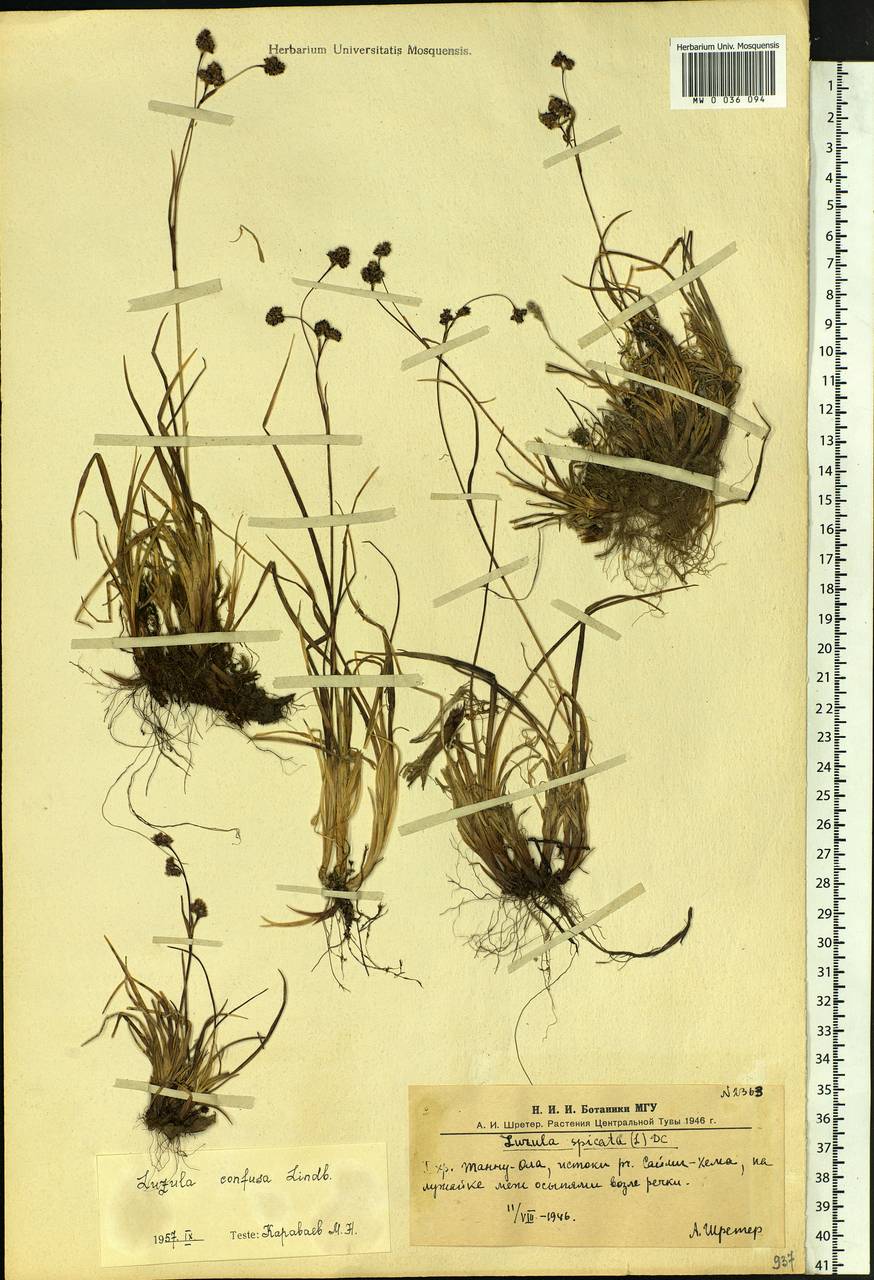 Luzula confusa Lindeb., Siberia, Altai & Sayany Mountains (S2) (Russia)