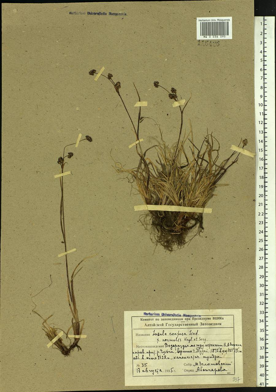 Luzula confusa Lindeb., Siberia, Altai & Sayany Mountains (S2) (Russia)