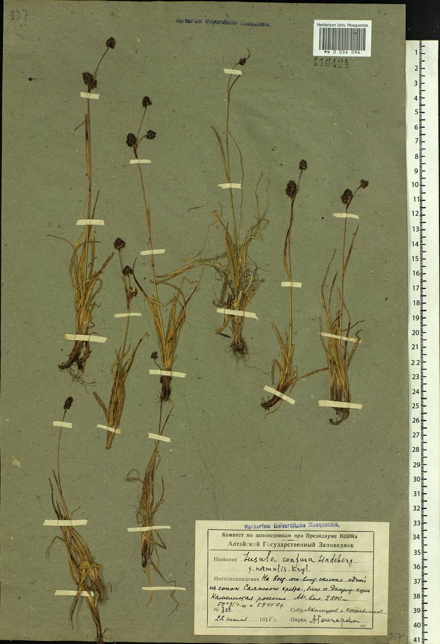 Luzula confusa Lindeb., Siberia, Altai & Sayany Mountains (S2) (Russia)