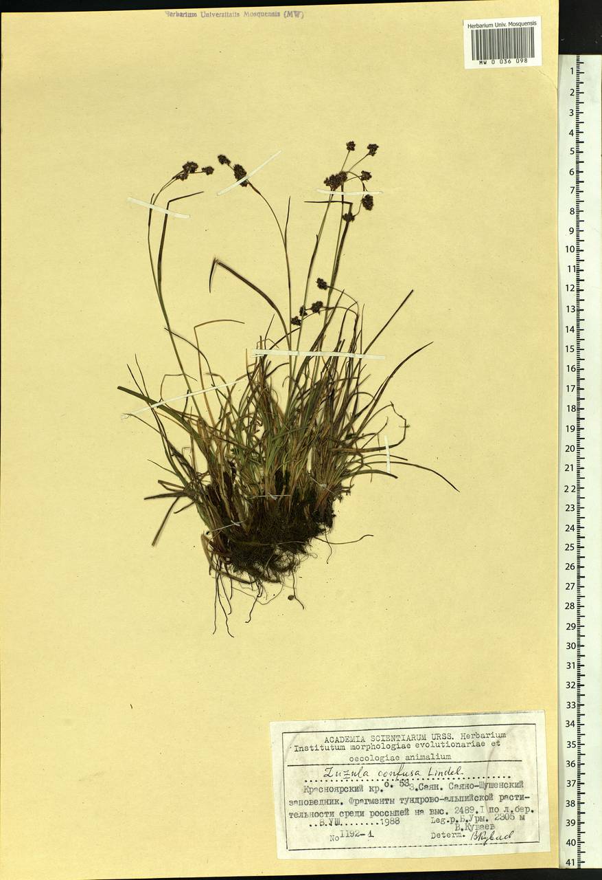 Luzula confusa Lindeb., Siberia, Altai & Sayany Mountains (S2) (Russia)