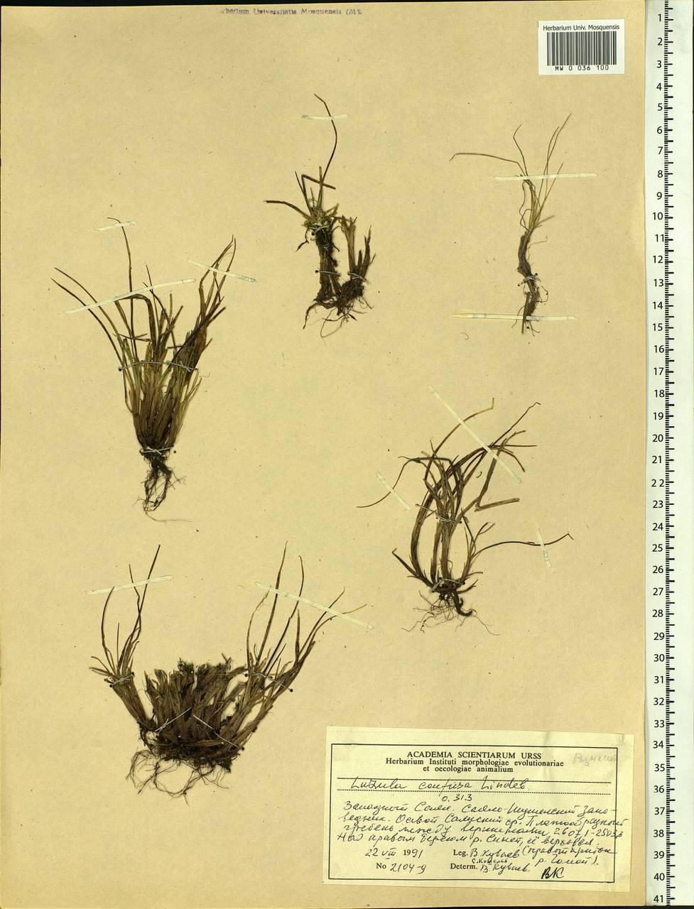 Luzula confusa Lindeb., Siberia, Altai & Sayany Mountains (S2) (Russia)
