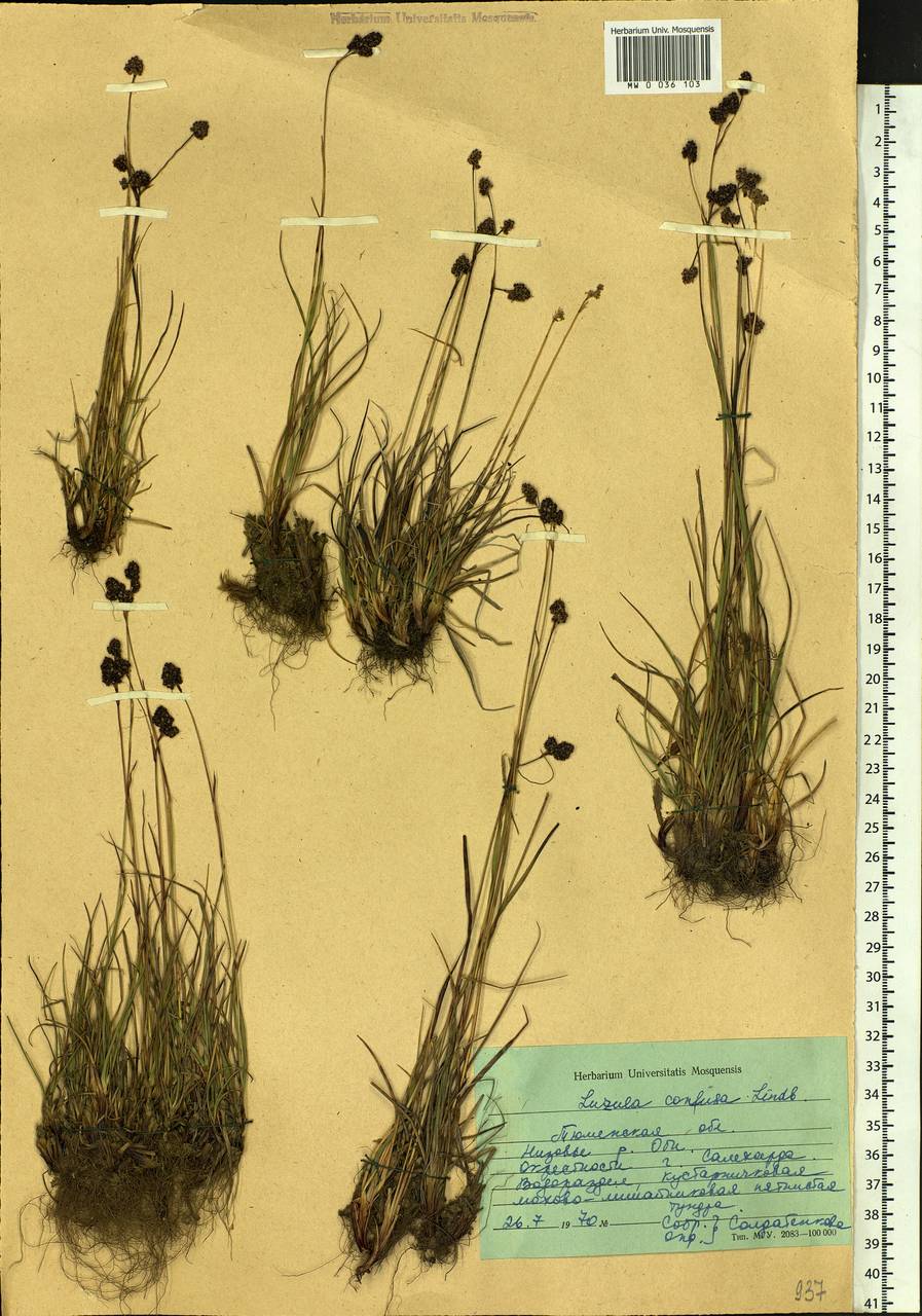 Luzula confusa Lindeb., Siberia, Western Siberia (S1) (Russia)