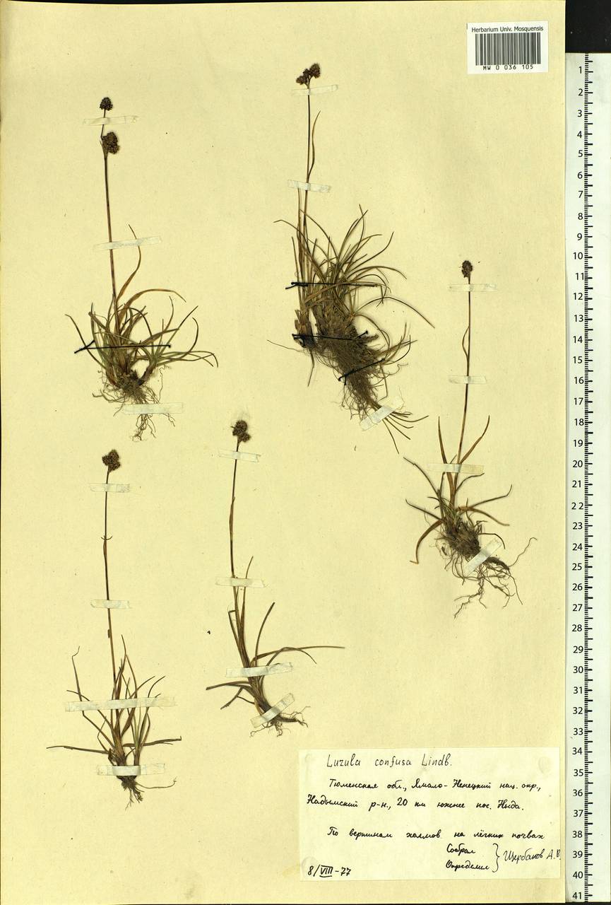 Luzula confusa Lindeb., Siberia, Western Siberia (S1) (Russia)
