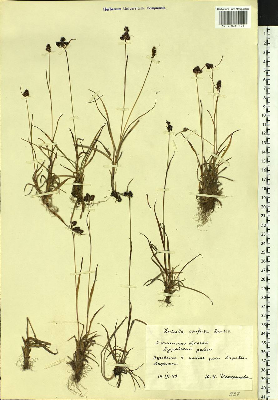 Luzula confusa Lindeb., Siberia, Western Siberia (S1) (Russia)