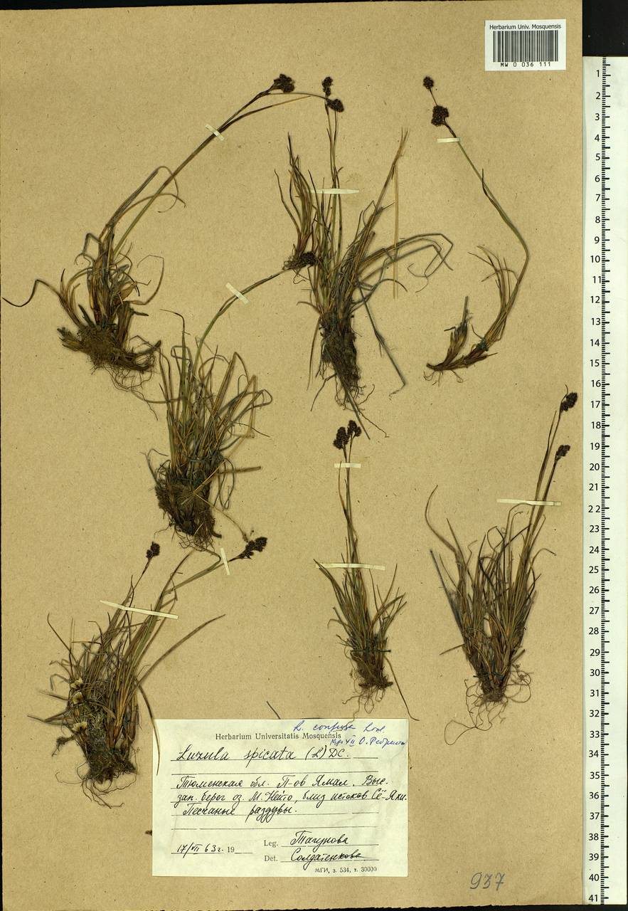 Luzula confusa Lindeb., Siberia, Western Siberia (S1) (Russia)