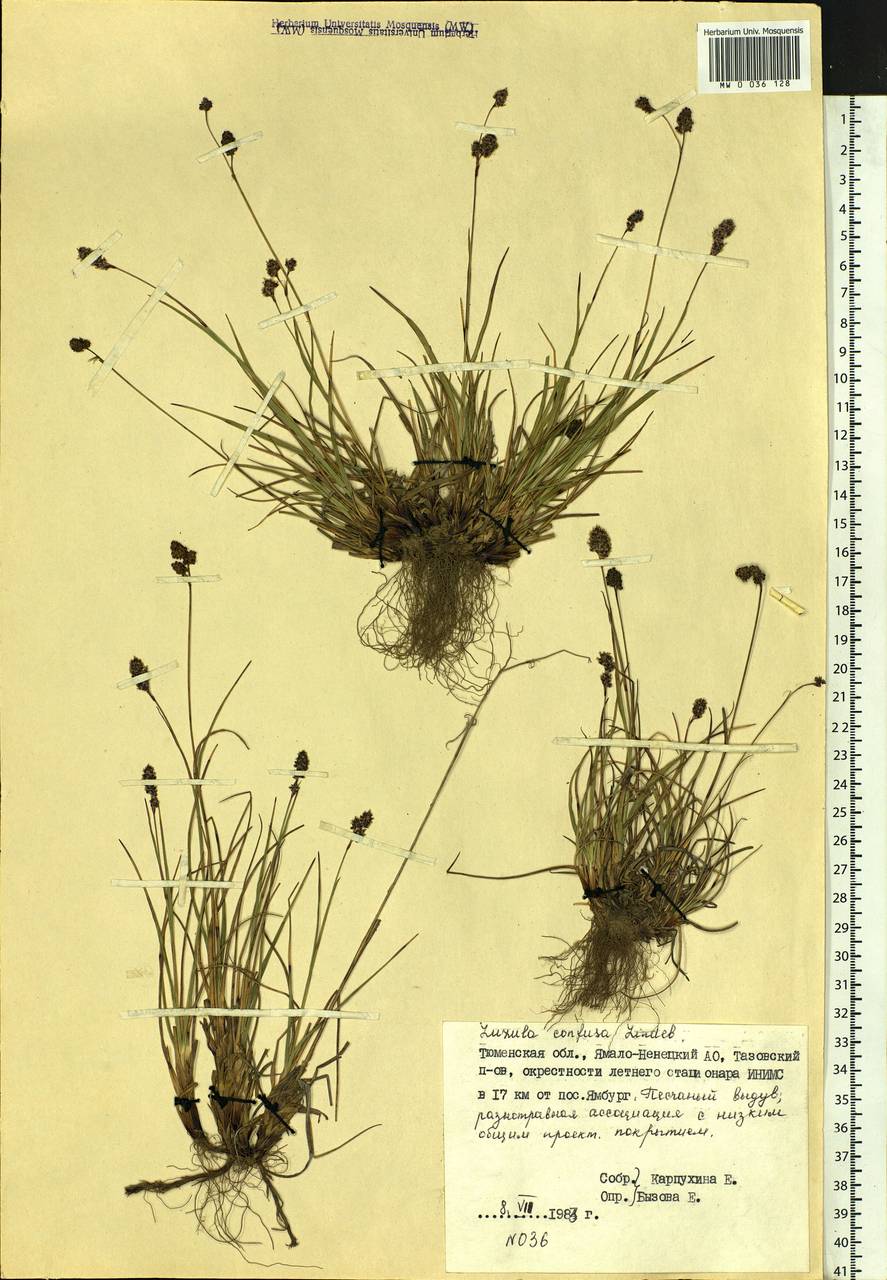 Luzula confusa Lindeb., Siberia, Western Siberia (S1) (Russia)