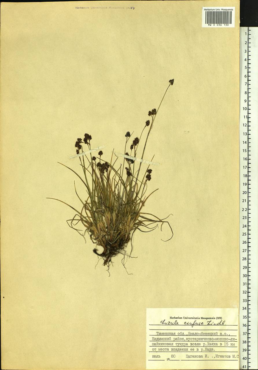 Luzula confusa Lindeb., Siberia, Western Siberia (S1) (Russia)