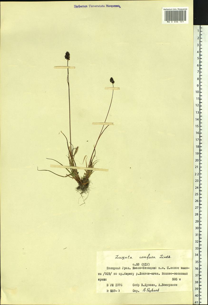 Luzula confusa Lindeb., Siberia, Western Siberia (S1) (Russia)