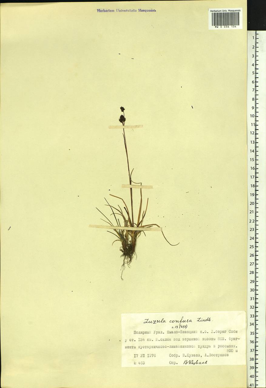 Luzula confusa Lindeb., Siberia, Western Siberia (S1) (Russia)