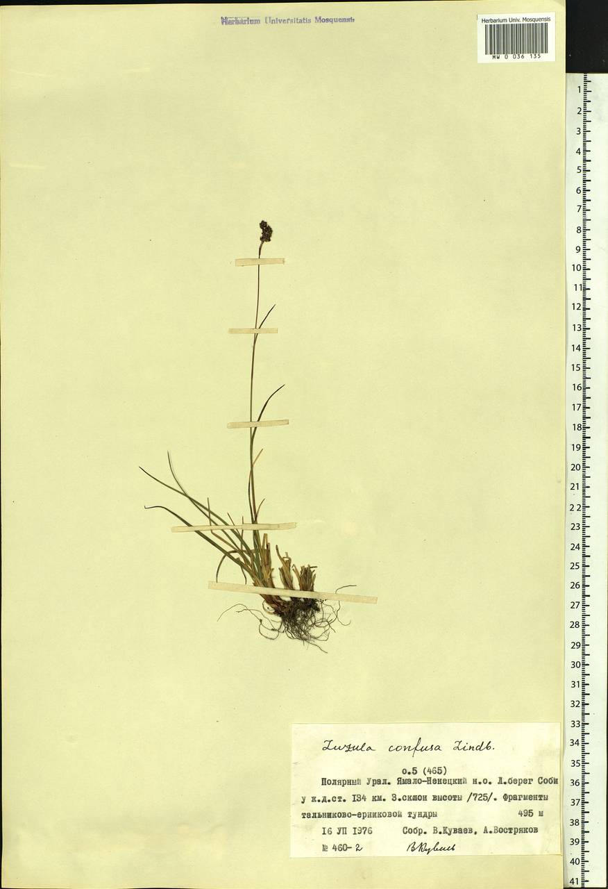 Luzula confusa Lindeb., Siberia, Western Siberia (S1) (Russia)
