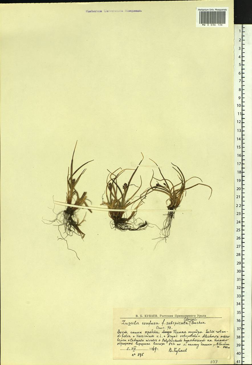 Luzula confusa Lindeb., Siberia, Western Siberia (S1) (Russia)