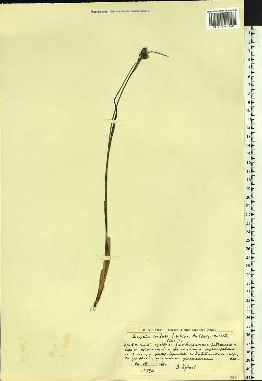 Luzula confusa Lindeb., Eastern Europe, Northern region (E1) (Russia)