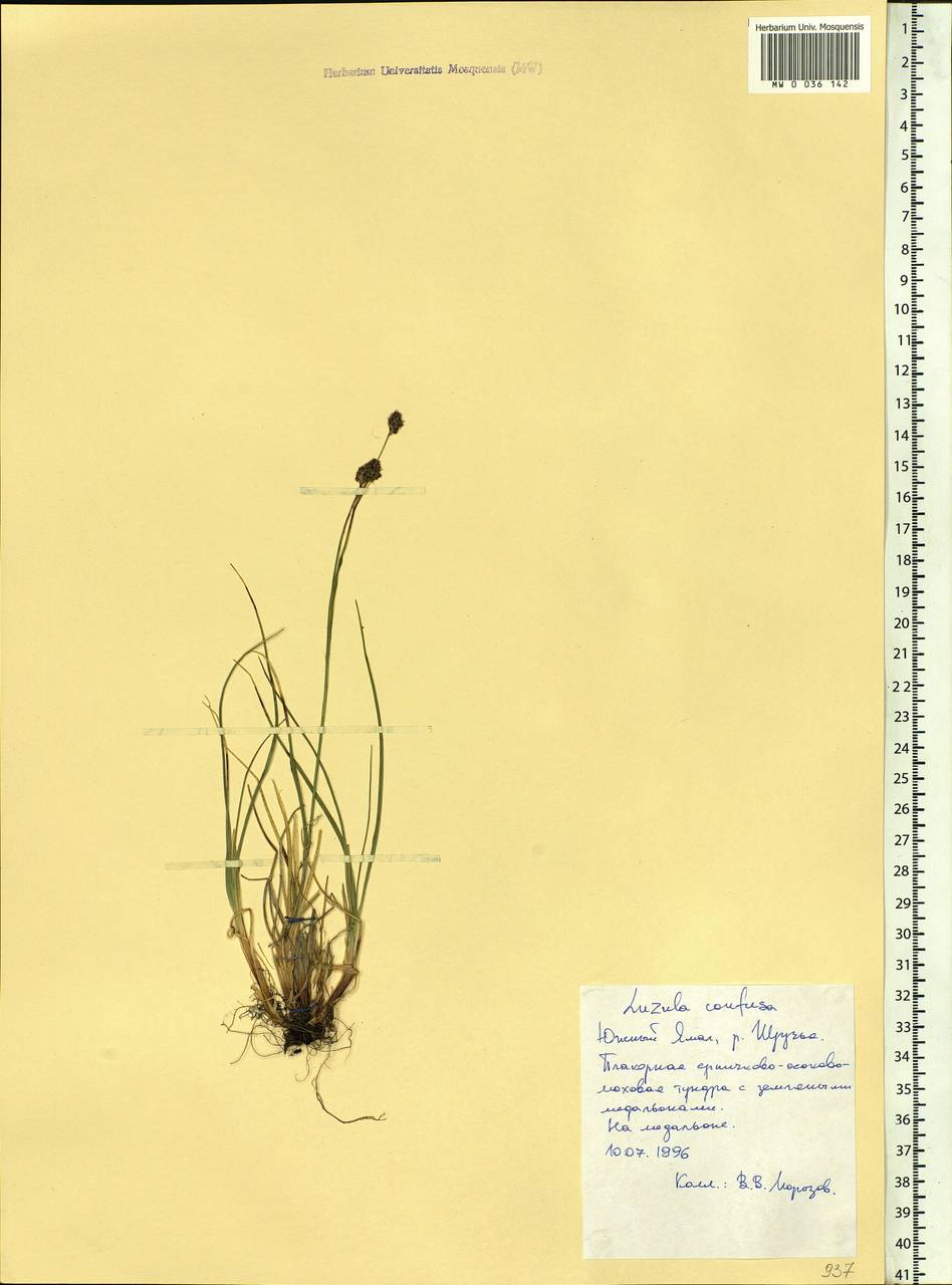 Luzula confusa Lindeb., Siberia, Western Siberia (S1) (Russia)
