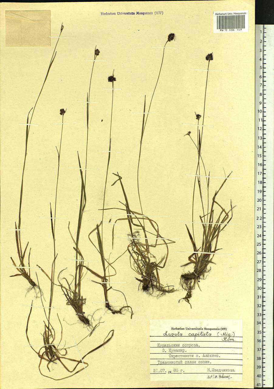 Luzula capitata (Miq. ex Franch. & Sav.) Kom., Siberia, Russian Far East (S6) (Russia)