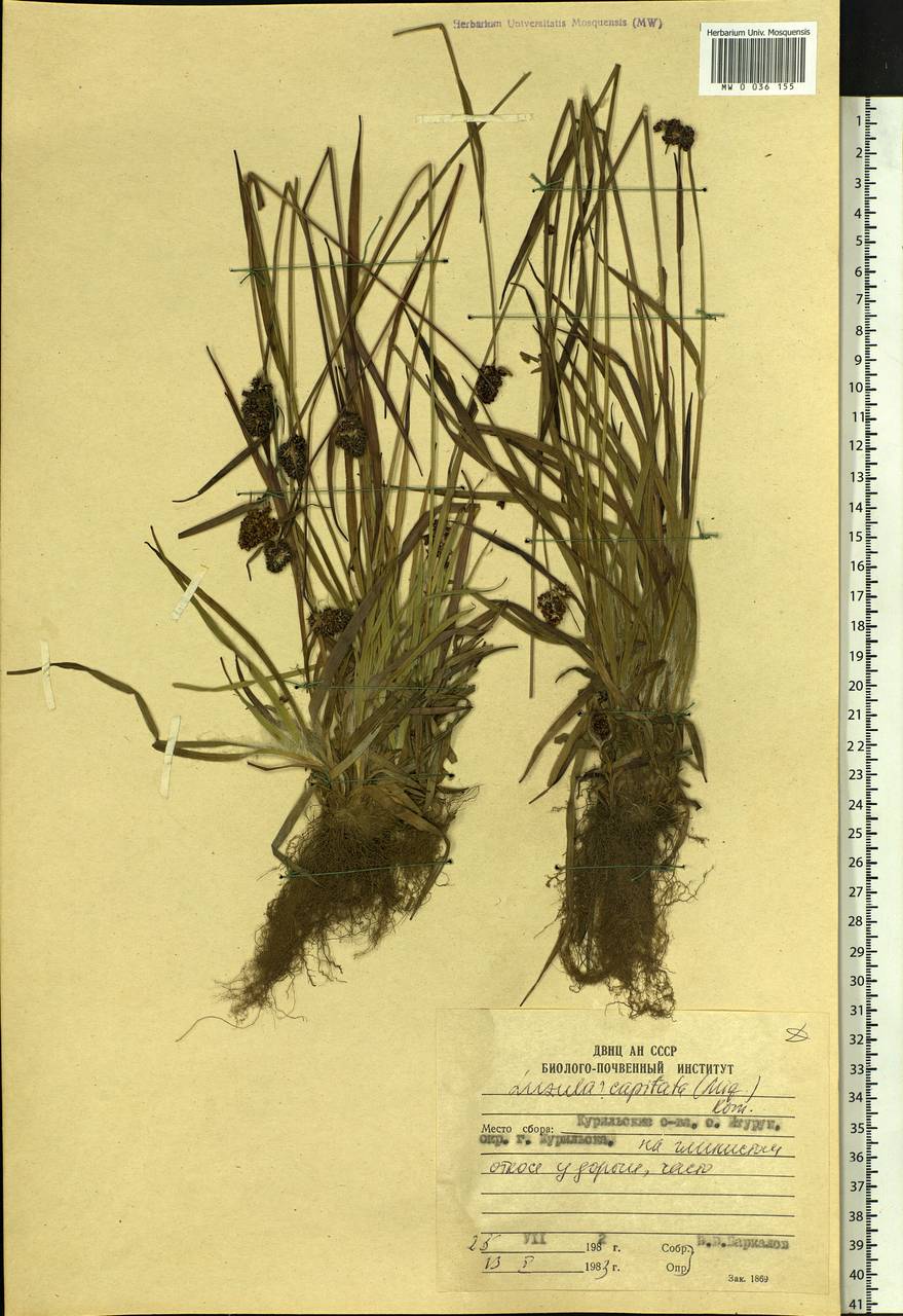 Luzula capitata (Miq. ex Franch. & Sav.) Kom., Siberia, Russian Far East (S6) (Russia)