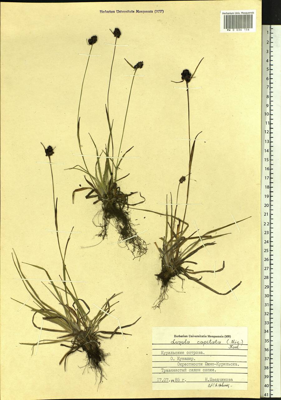 Luzula capitata (Miq. ex Franch. & Sav.) Kom., Siberia, Russian Far East (S6) (Russia)