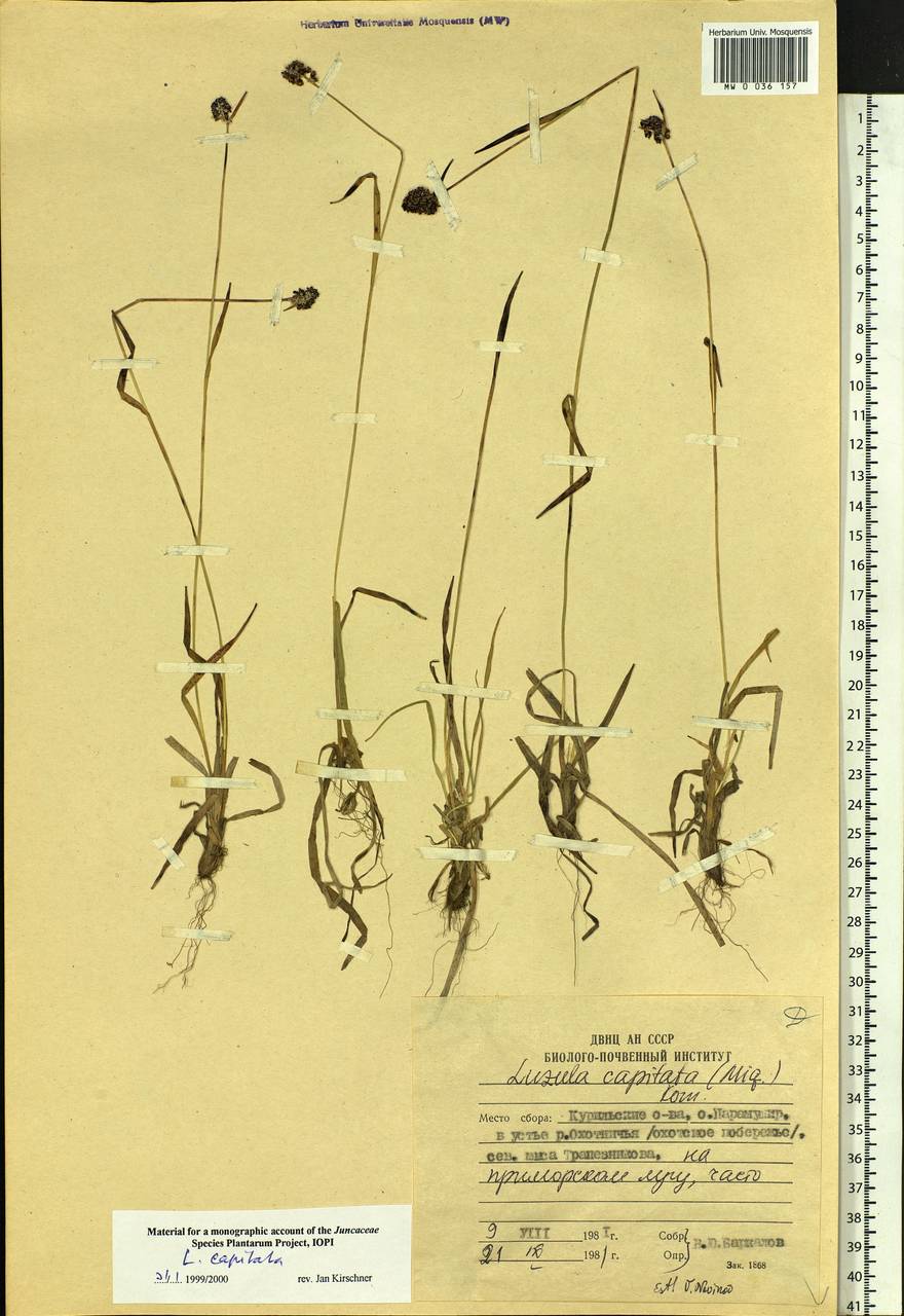 Luzula capitata (Miq. ex Franch. & Sav.) Kom., Siberia, Russian Far East (S6) (Russia)