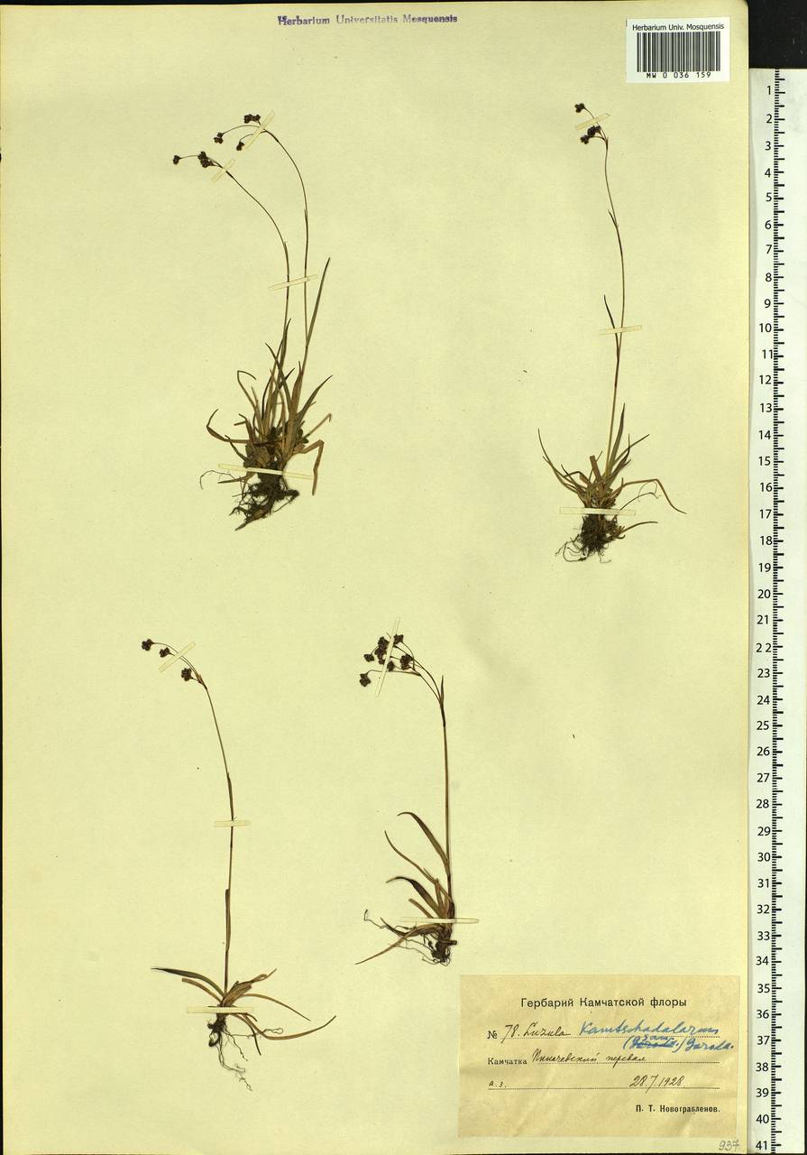 Luzula arcuata subsp. unalaschkensis (Buch.) Hultén, Siberia, Chukotka & Kamchatka (S7) (Russia)