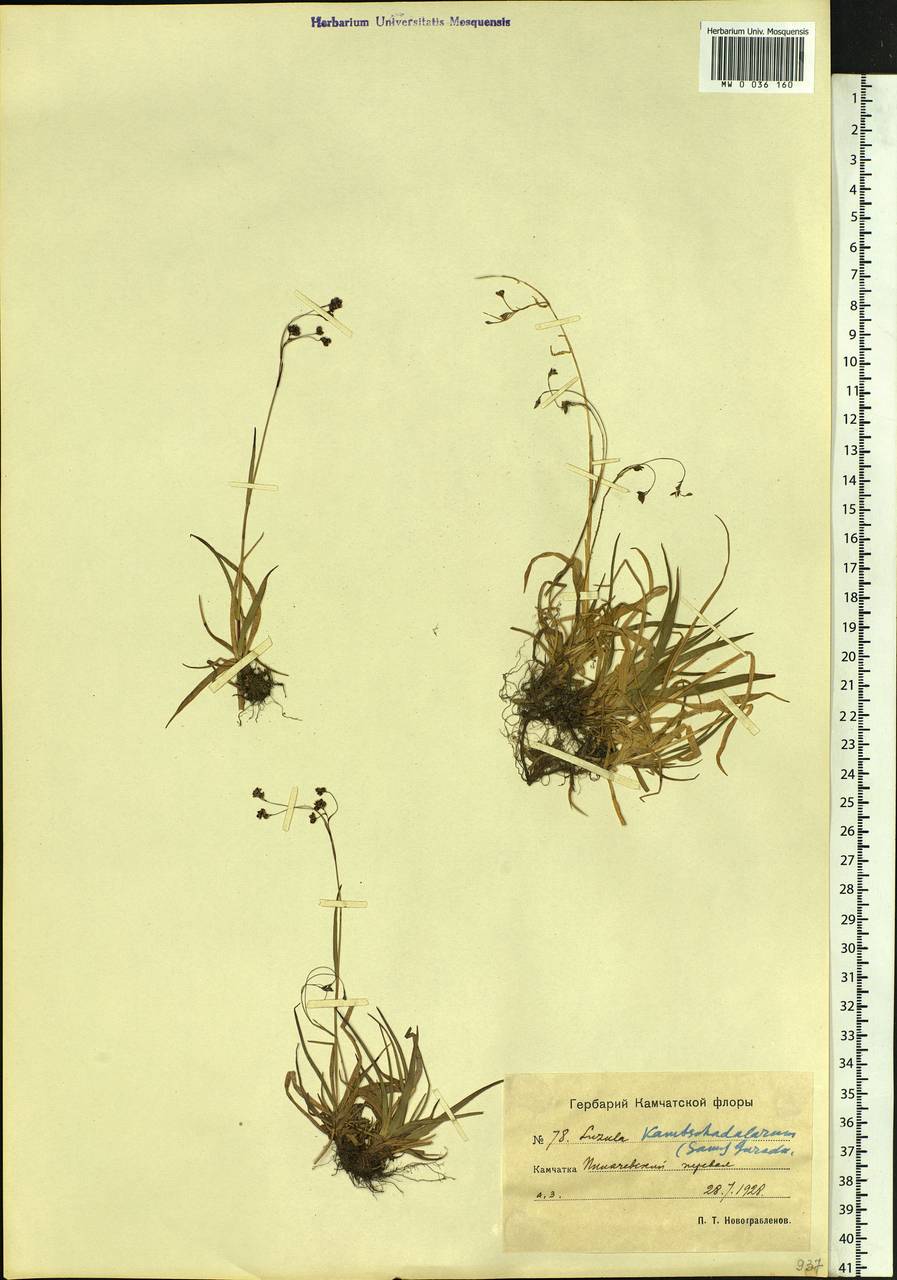 Luzula arcuata subsp. unalaschkensis (Buch.) Hultén, Siberia, Chukotka & Kamchatka (S7) (Russia)