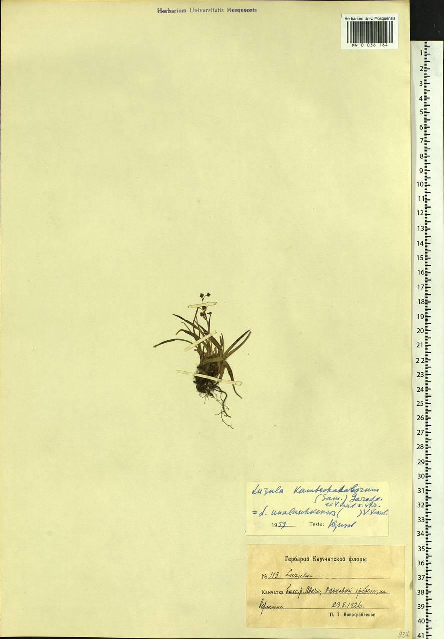 Luzula arcuata subsp. unalaschkensis (Buch.) Hultén, Siberia, Chukotka & Kamchatka (S7) (Russia)