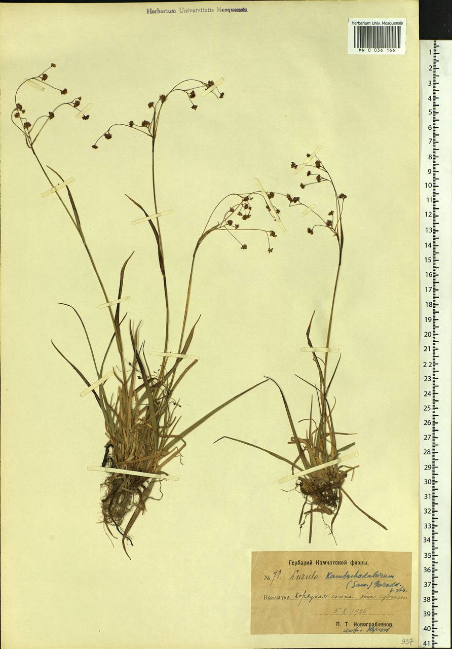 Luzula arcuata subsp. unalaschkensis (Buch.) Hultén, Siberia, Chukotka & Kamchatka (S7) (Russia)