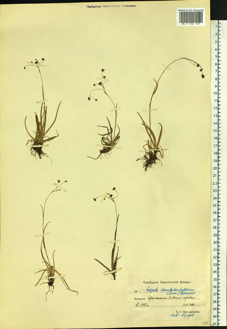 Luzula arcuata subsp. unalaschkensis (Buch.) Hultén, Siberia, Chukotka & Kamchatka (S7) (Russia)