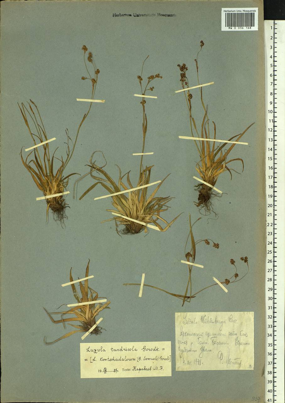 Luzula arcuata subsp. unalaschkensis (Buch.) Hultén, Siberia, Chukotka & Kamchatka (S7) (Russia)
