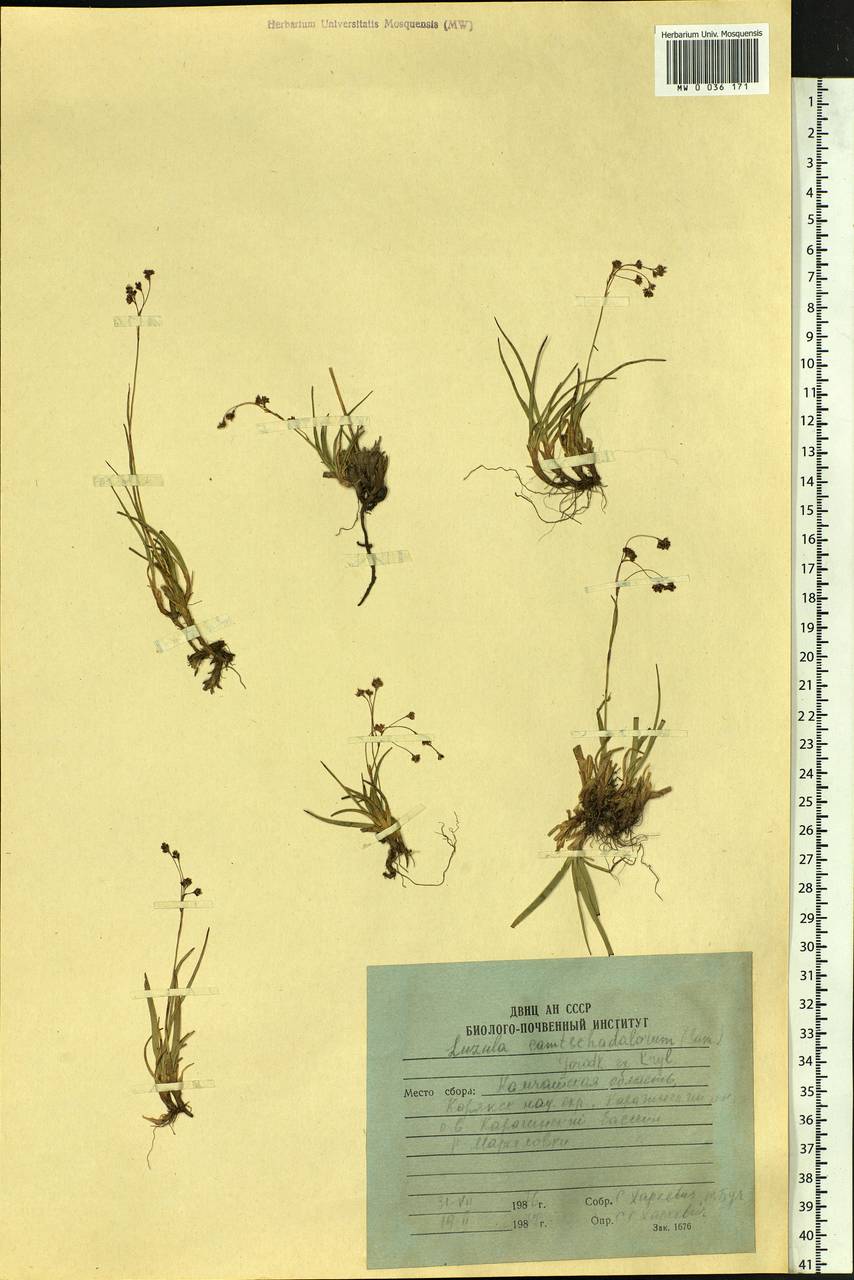 Luzula arcuata subsp. unalaschkensis (Buch.) Hultén, Siberia, Chukotka & Kamchatka (S7) (Russia)