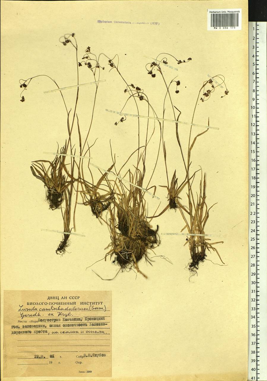 Luzula arcuata subsp. unalaschkensis (Buch.) Hultén, Siberia, Chukotka & Kamchatka (S7) (Russia)