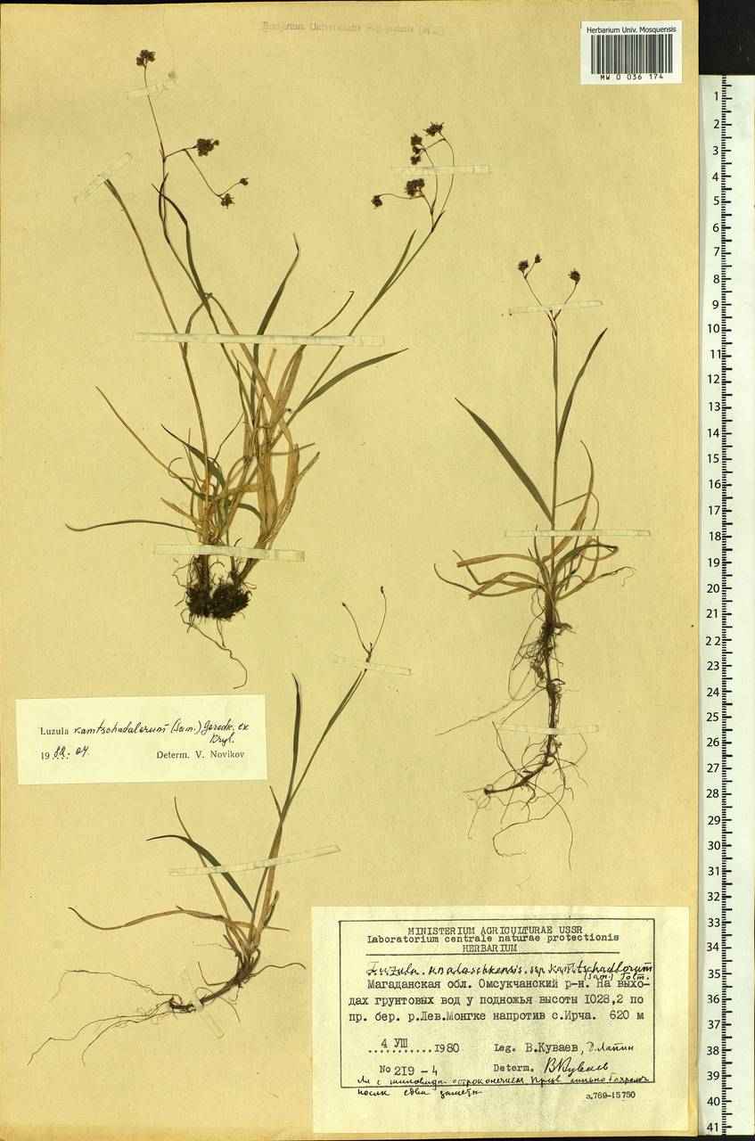 Luzula arcuata subsp. unalaschkensis (Buch.) Hultén, Siberia, Chukotka & Kamchatka (S7) (Russia)