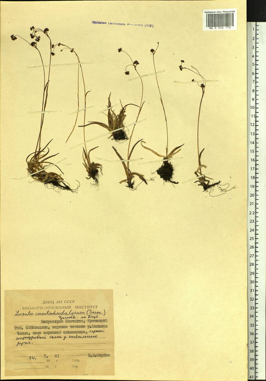 Luzula arcuata subsp. unalaschkensis (Buch.) Hultén, Siberia, Chukotka & Kamchatka (S7) (Russia)