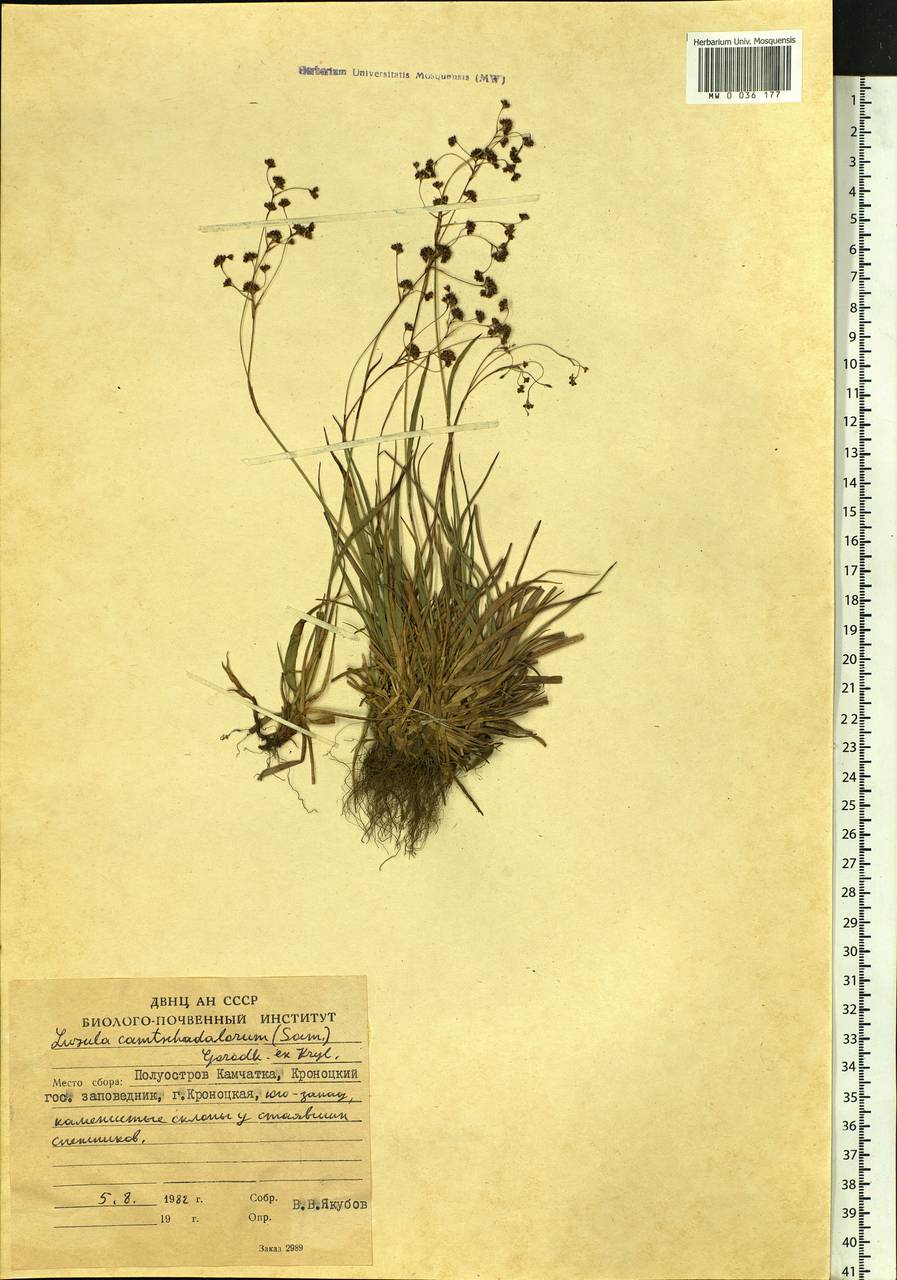 Luzula arcuata subsp. unalaschkensis (Buch.) Hultén, Siberia, Chukotka & Kamchatka (S7) (Russia)