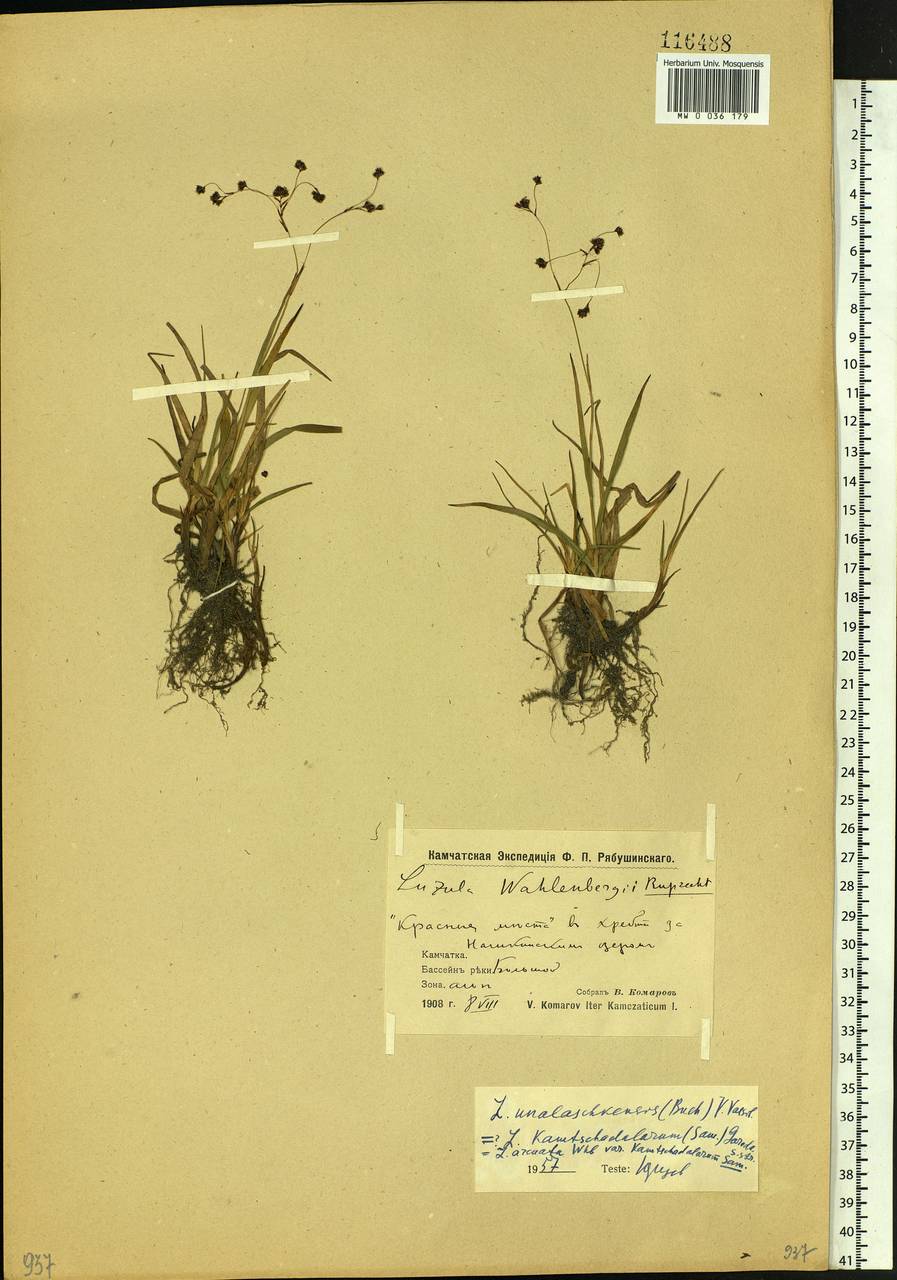 Luzula arcuata subsp. unalaschkensis (Buch.) Hultén, Siberia, Chukotka & Kamchatka (S7) (Russia)