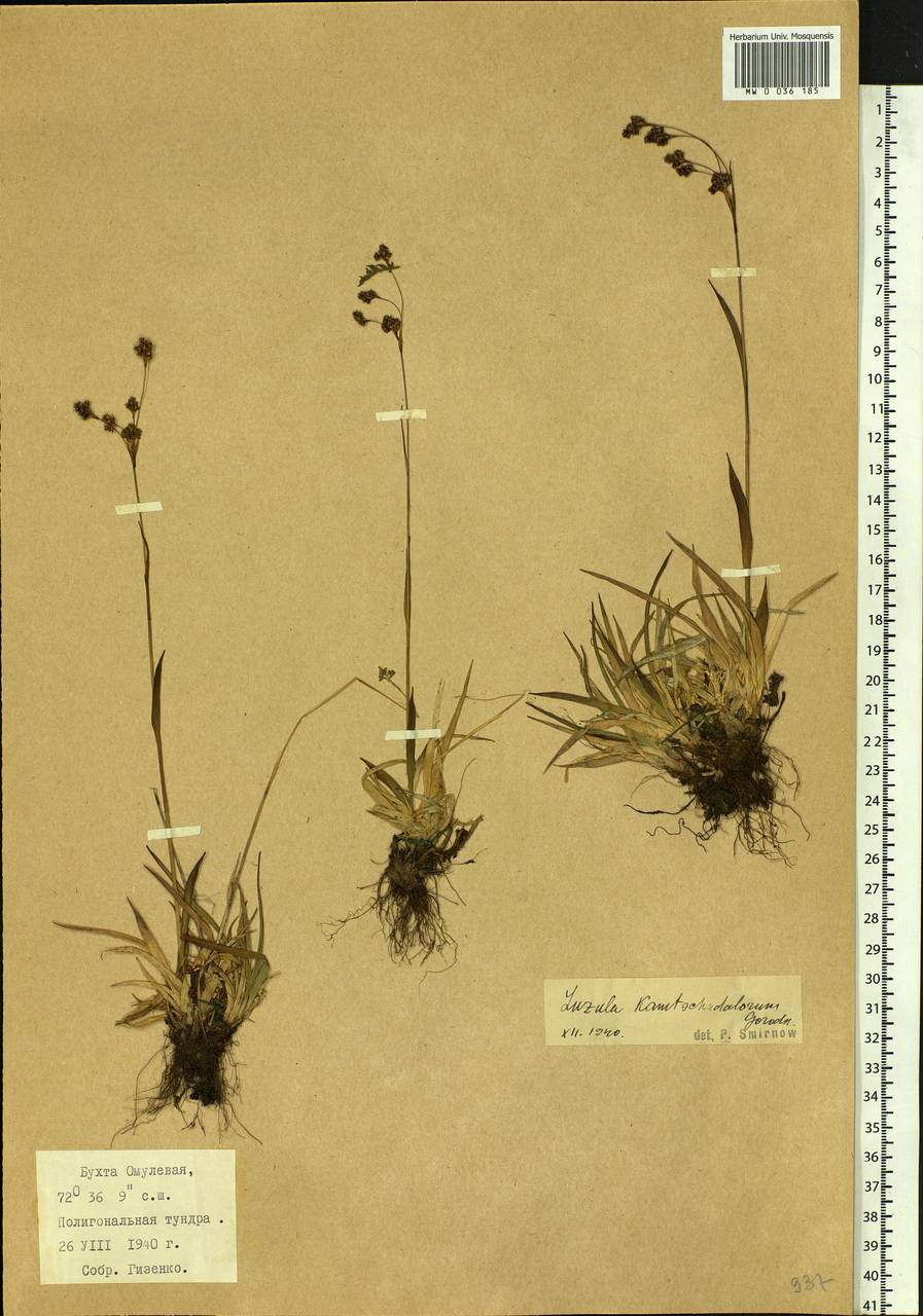 Luzula arcuata subsp. unalaschkensis (Buch.) Hultén, Siberia, Central Siberia (S3) (Russia)