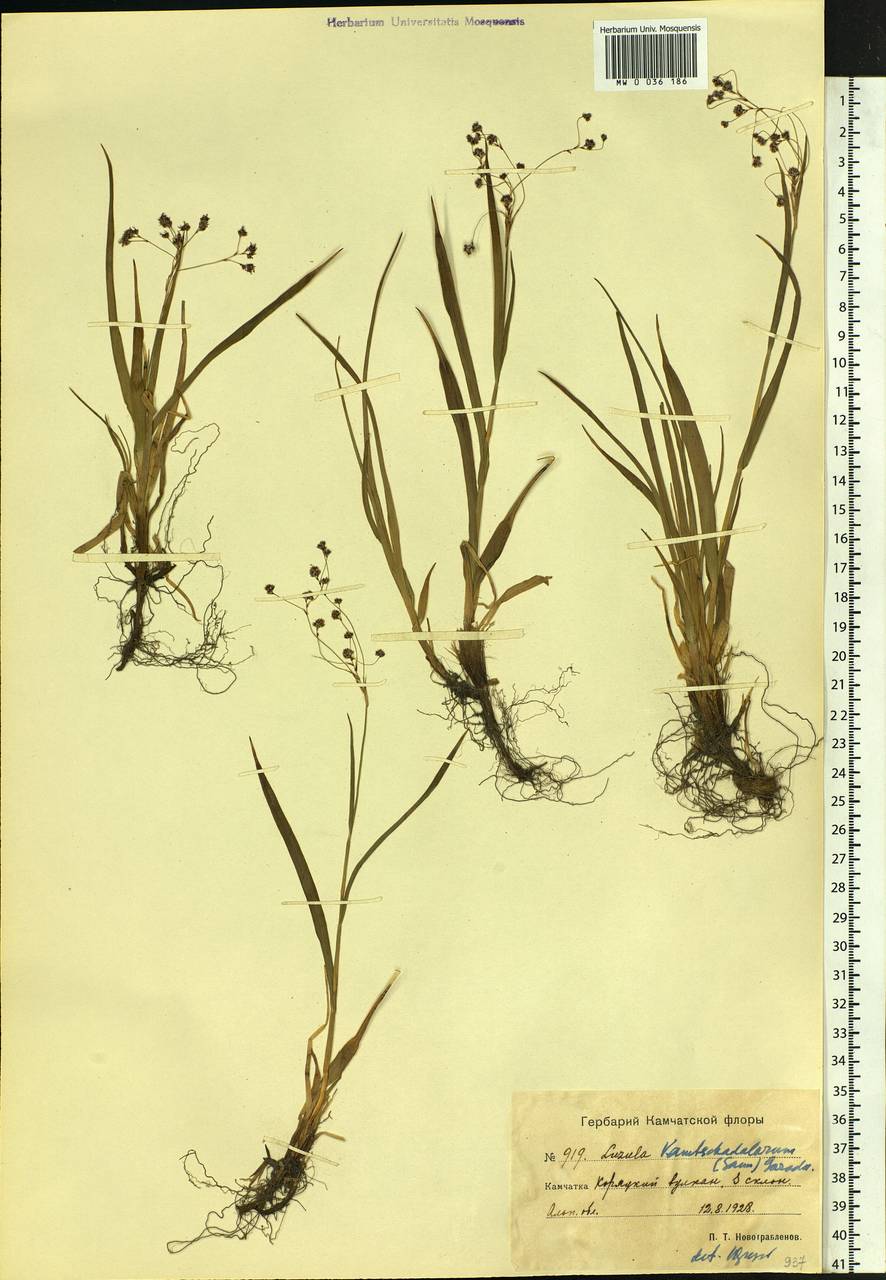 Luzula arcuata subsp. unalaschkensis (Buch.) Hultén, Siberia, Chukotka & Kamchatka (S7) (Russia)
