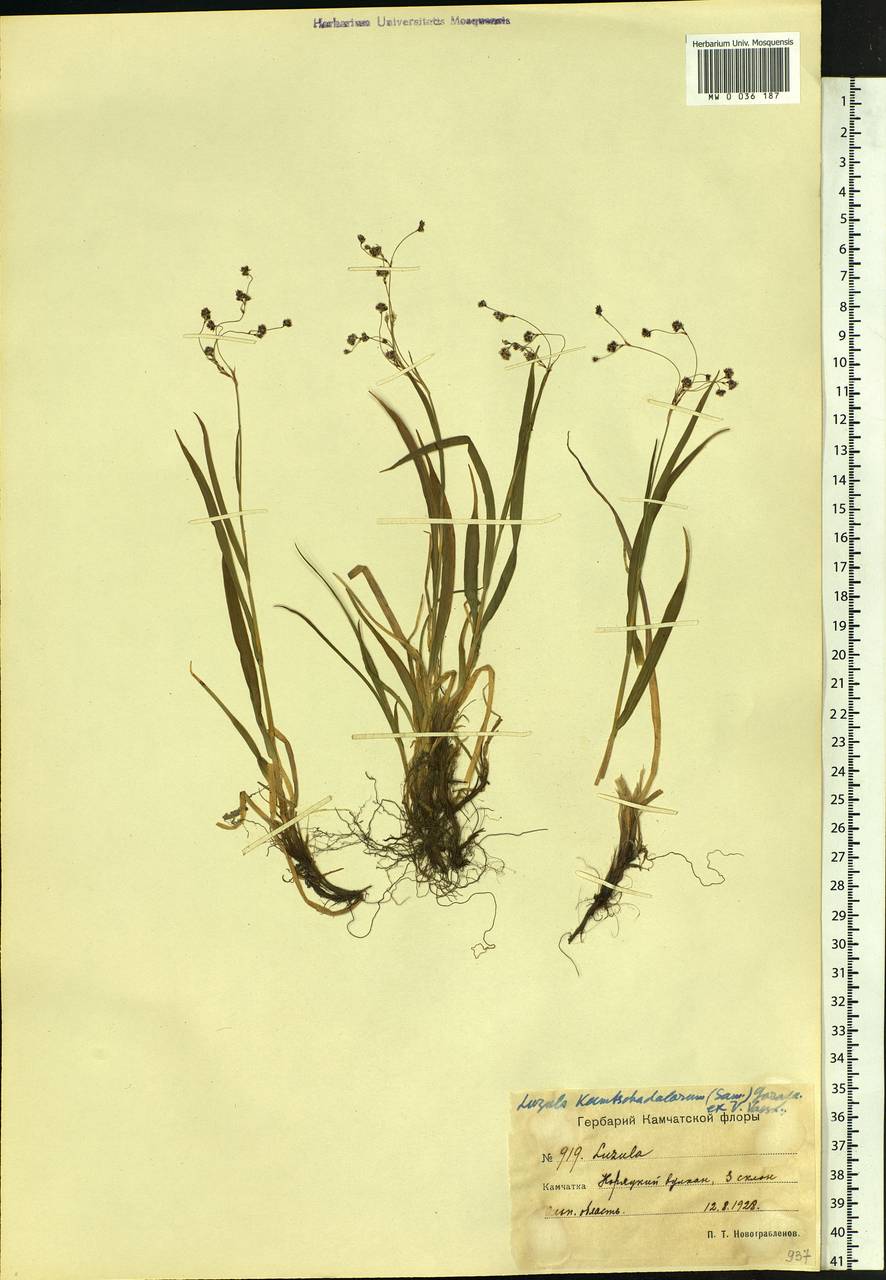 Luzula arcuata subsp. unalaschkensis (Buch.) Hultén, Siberia, Chukotka & Kamchatka (S7) (Russia)