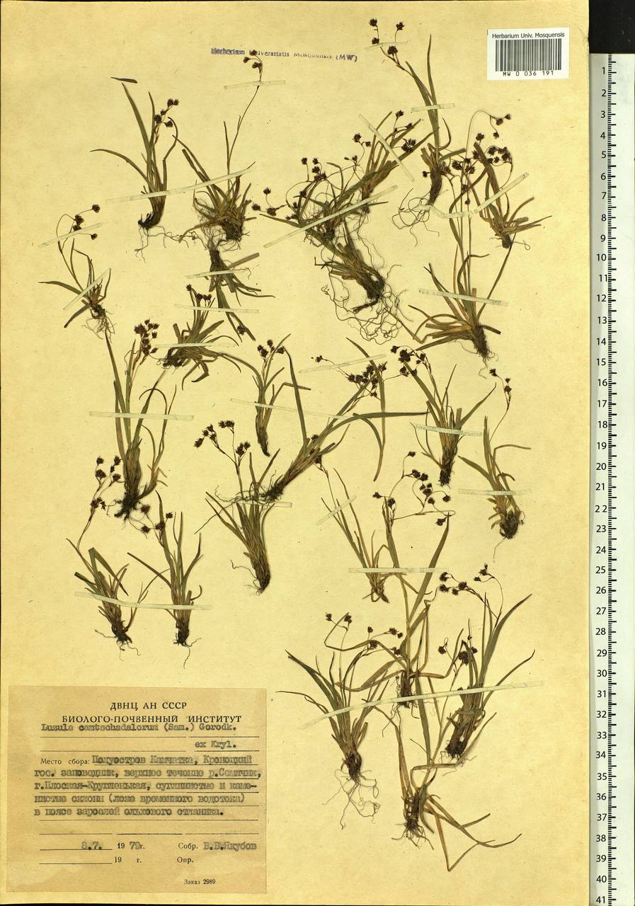 Luzula arcuata subsp. unalaschkensis (Buchenau) Hultén, Siberia, Chukotka & Kamchatka (S7) (Russia)