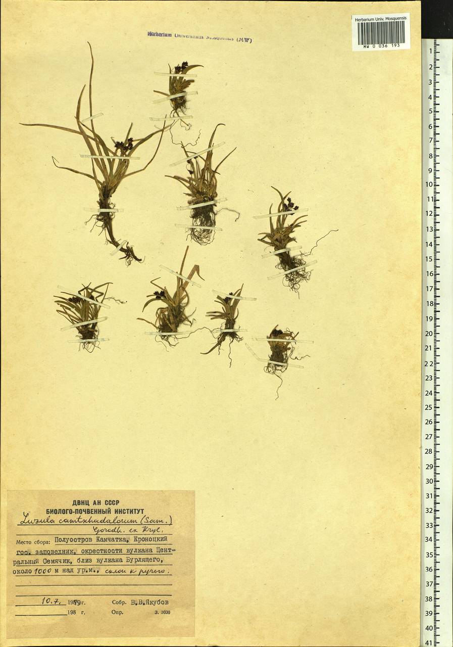Luzula arcuata subsp. unalaschkensis (Buch.) Hultén, Siberia, Chukotka & Kamchatka (S7) (Russia)