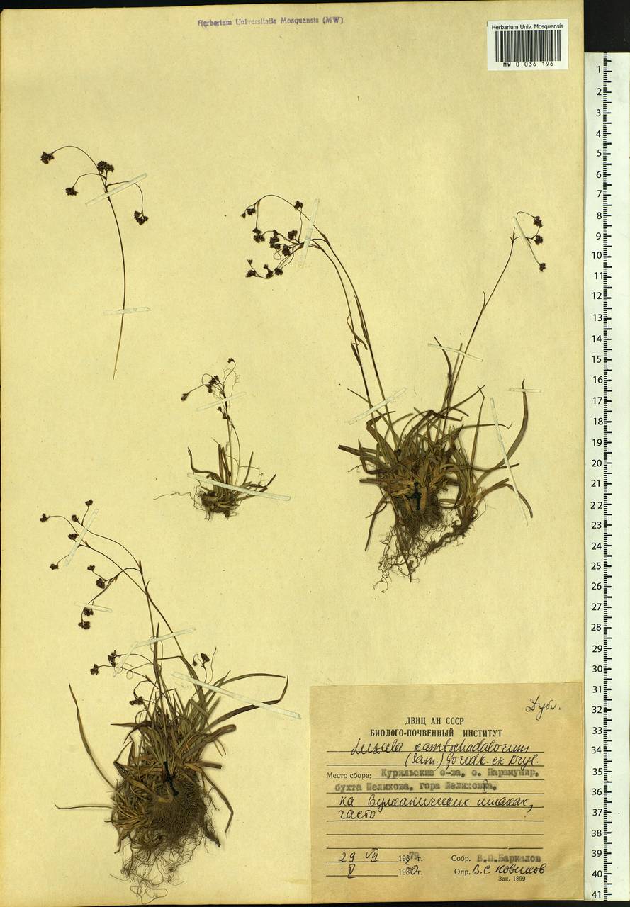 Luzula arcuata subsp. unalaschkensis (Buchenau) Hultén, Siberia, Russian Far East (S6) (Russia)