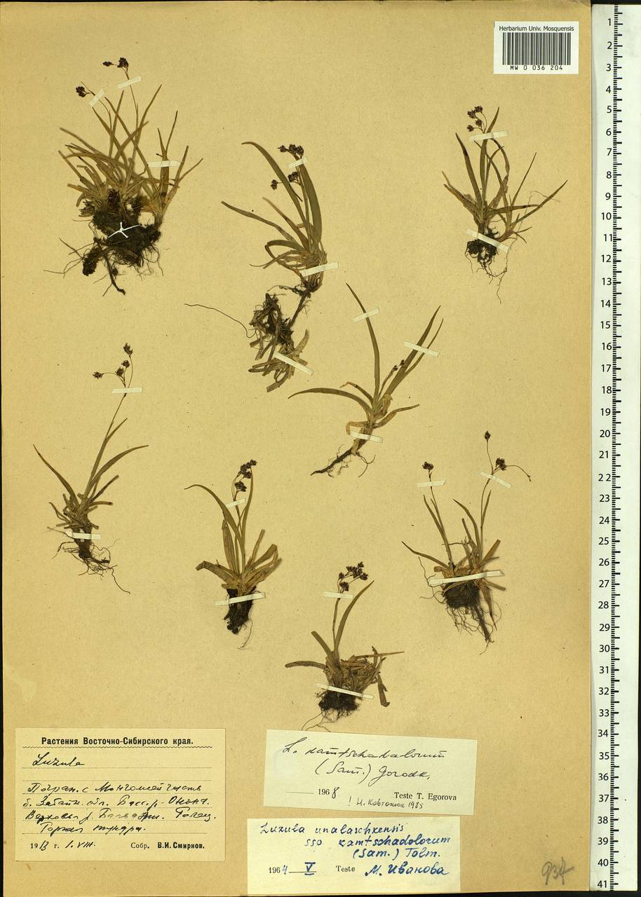 Luzula arcuata subsp. unalaschkensis (Buch.) Hultén, Siberia, Baikal & Transbaikal region (S4) (Russia)