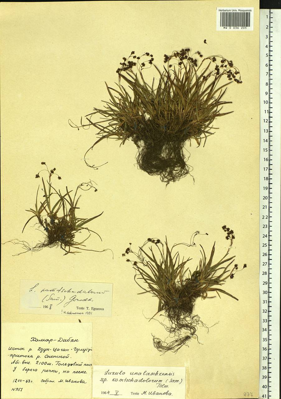 Luzula arcuata subsp. unalaschkensis (Buchenau) Hultén, Siberia, Baikal & Transbaikal region (S4) (Russia)