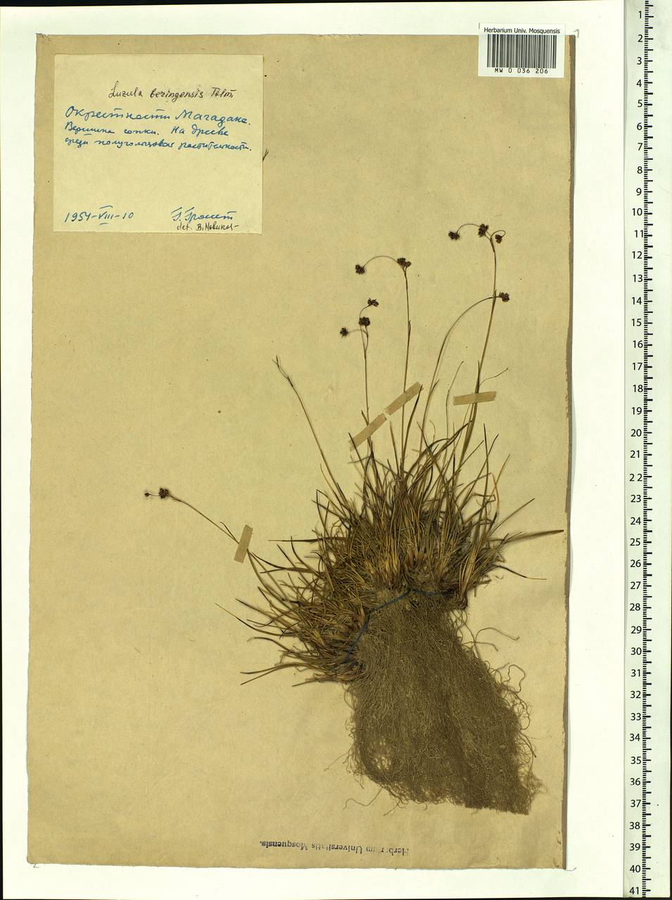 Luzula arcuata subsp. unalaschkensis (Buch.) Hultén, Siberia, Chukotka & Kamchatka (S7) (Russia)