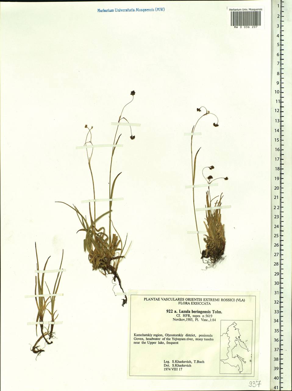 Luzula arcuata subsp. unalaschkensis (Buch.) Hultén, Siberia, Chukotka & Kamchatka (S7) (Russia)
