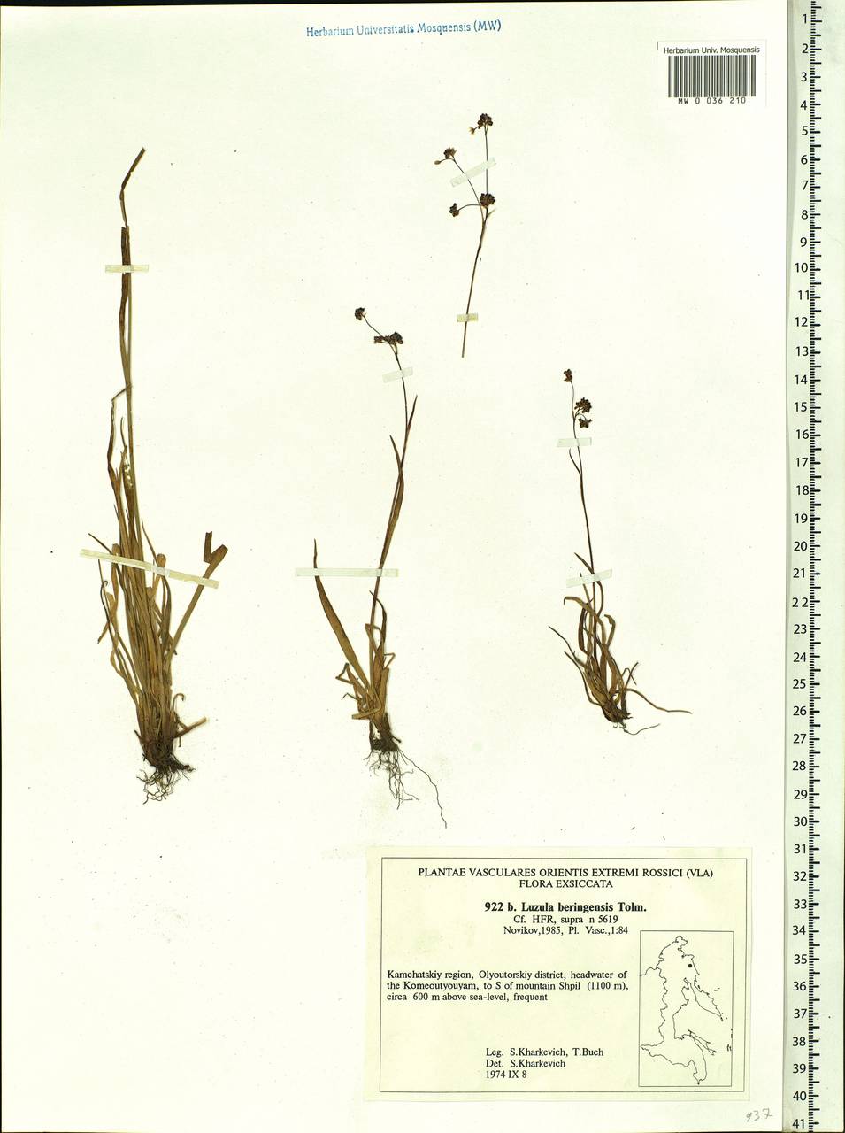 Luzula arcuata subsp. unalaschkensis (Buch.) Hultén, Siberia, Chukotka & Kamchatka (S7) (Russia)