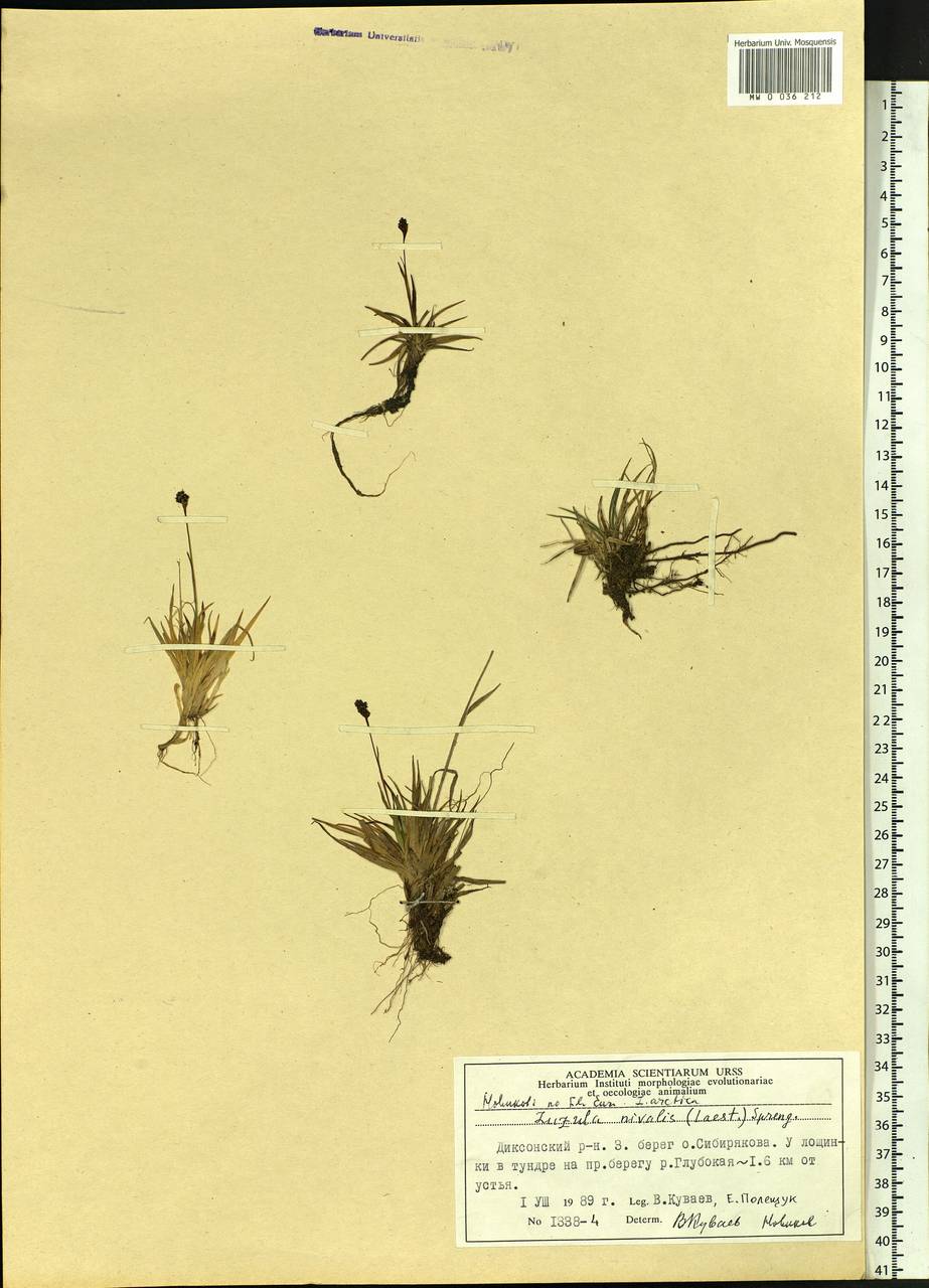 Luzula nivalis (Laest.) Spreng., Siberia, Central Siberia (S3) (Russia)