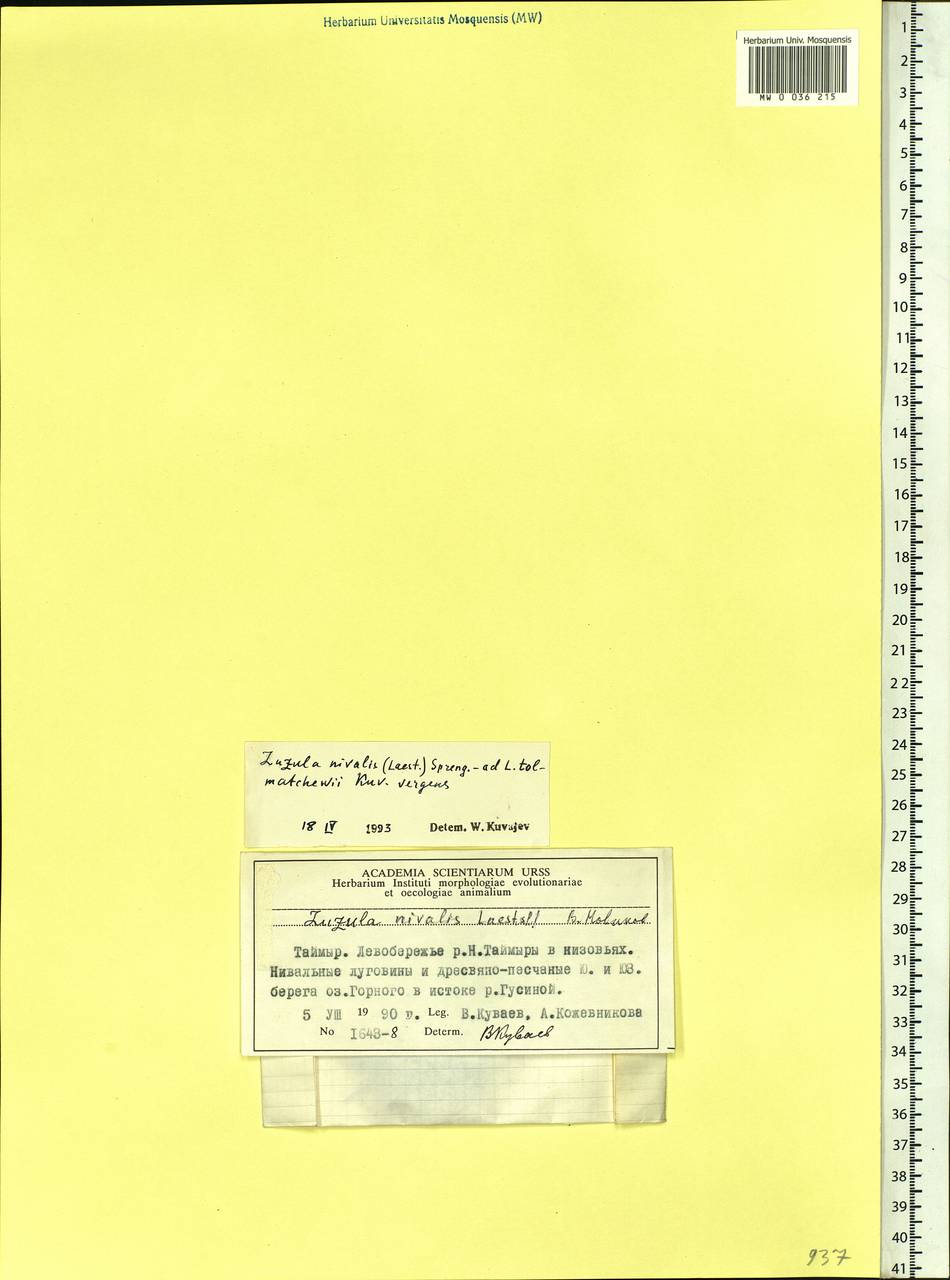 Luzula nivalis (Laest.) Spreng., Siberia, Central Siberia (S3) (Russia)