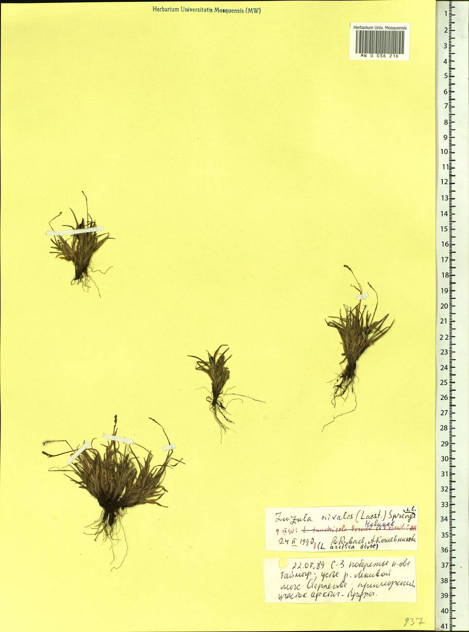 Luzula nivalis (Laest.) Spreng., Siberia, Central Siberia (S3) (Russia)