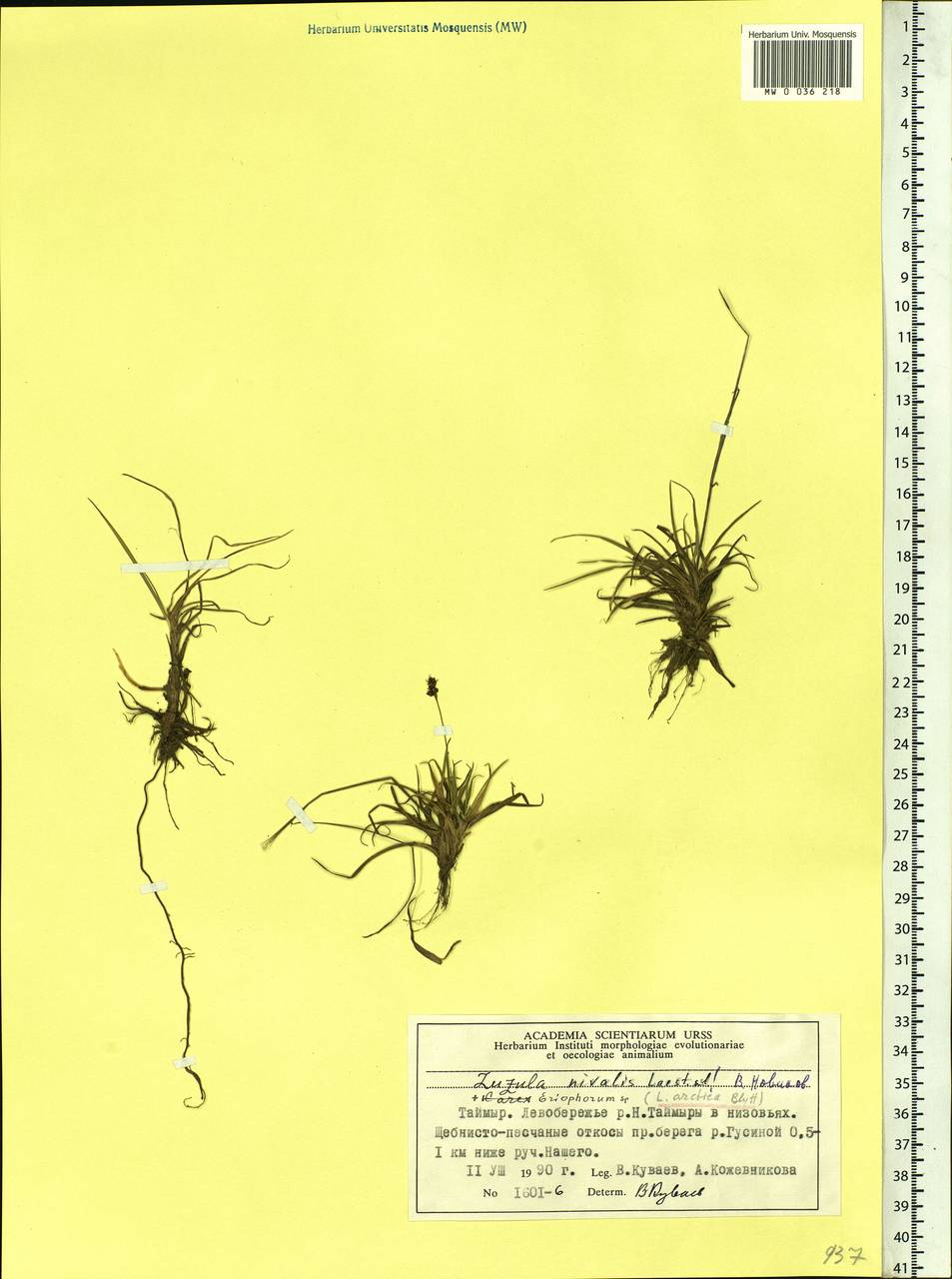 Luzula nivalis (Laest.) Spreng., Siberia, Central Siberia (S3) (Russia)