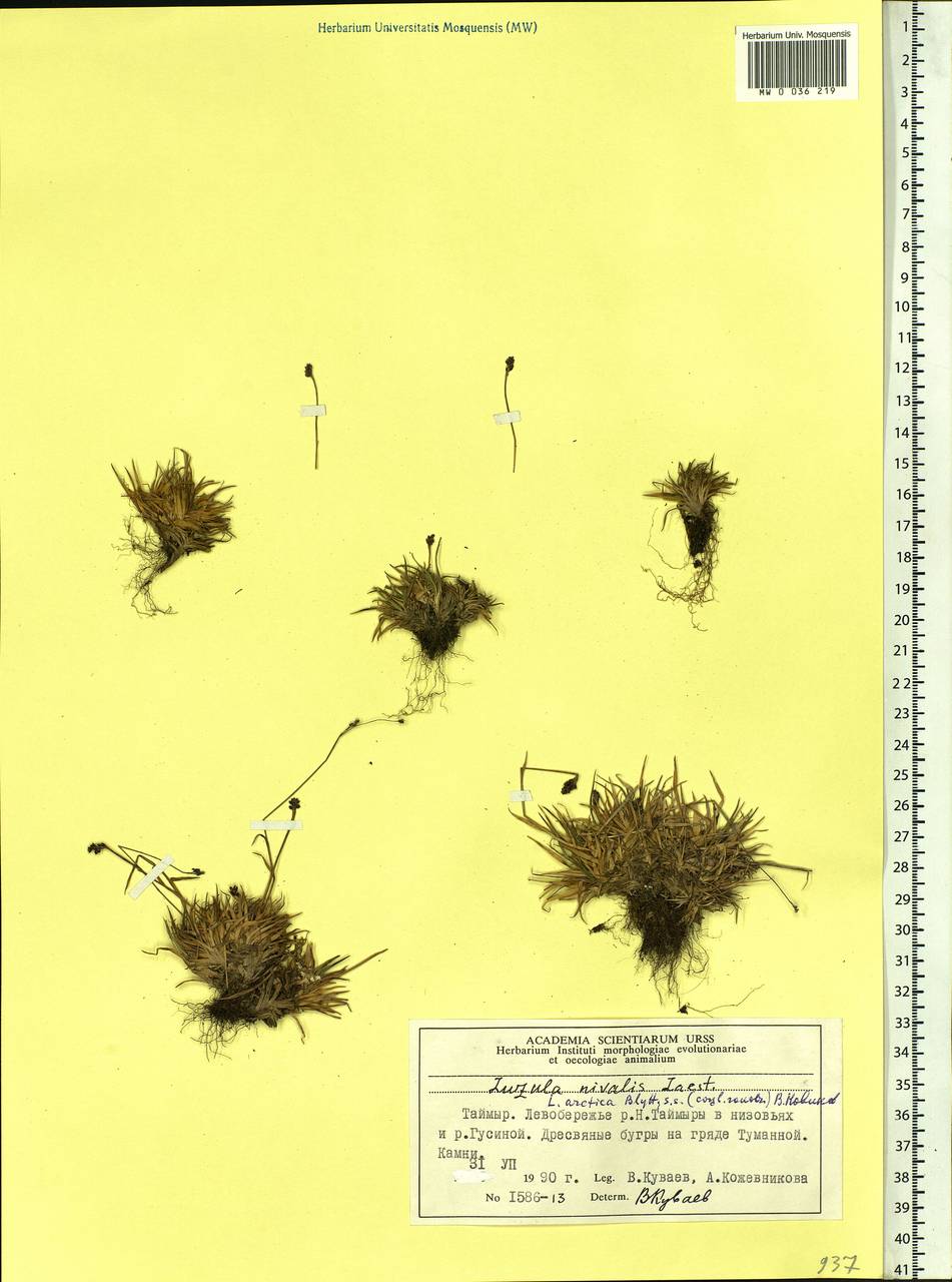 Luzula nivalis (Laest.) Spreng., Siberia, Central Siberia (S3) (Russia)