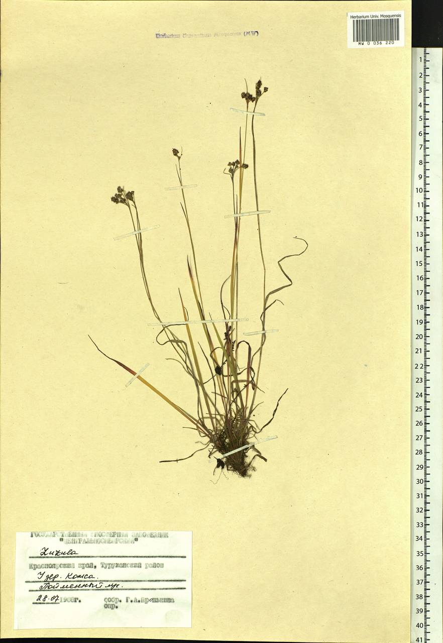 Luzula, Siberia, Central Siberia (S3) (Russia)